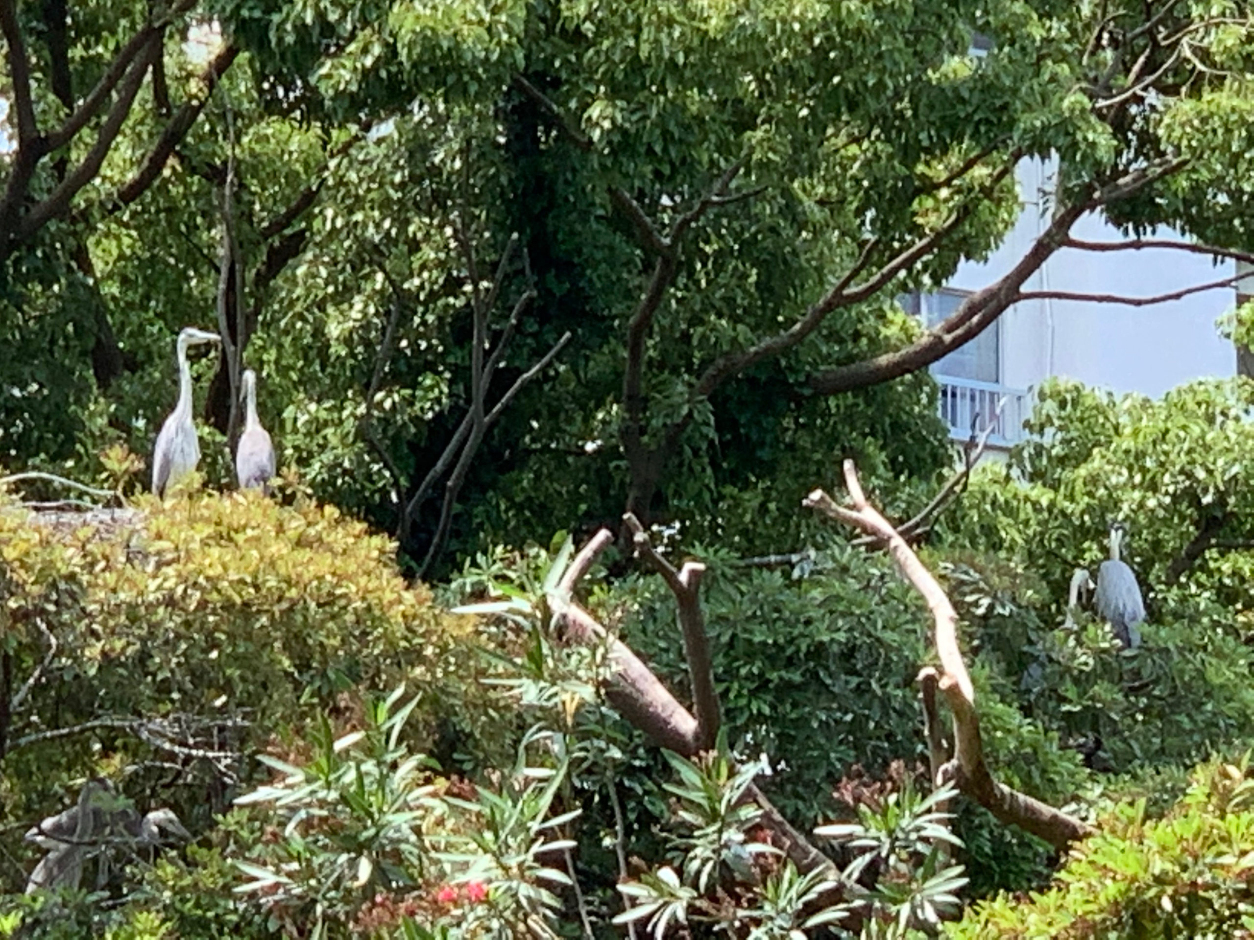 江東区横十間川親水公園では、この時期には、ランをしながら野鳥の子育てを見る事が出来ます