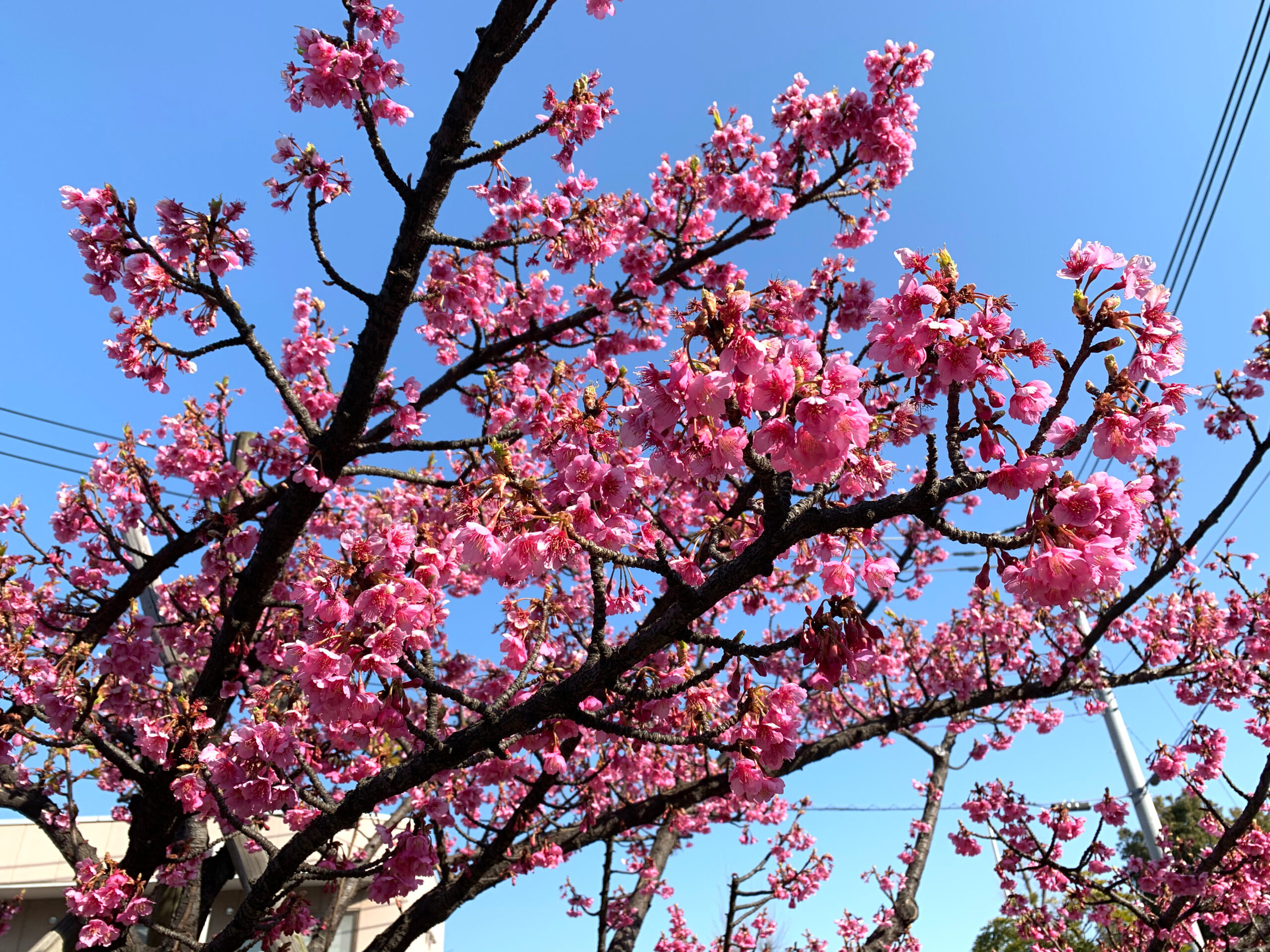 江東区木場公園周辺の大横川沿いでは河津桜が見頃になってきました