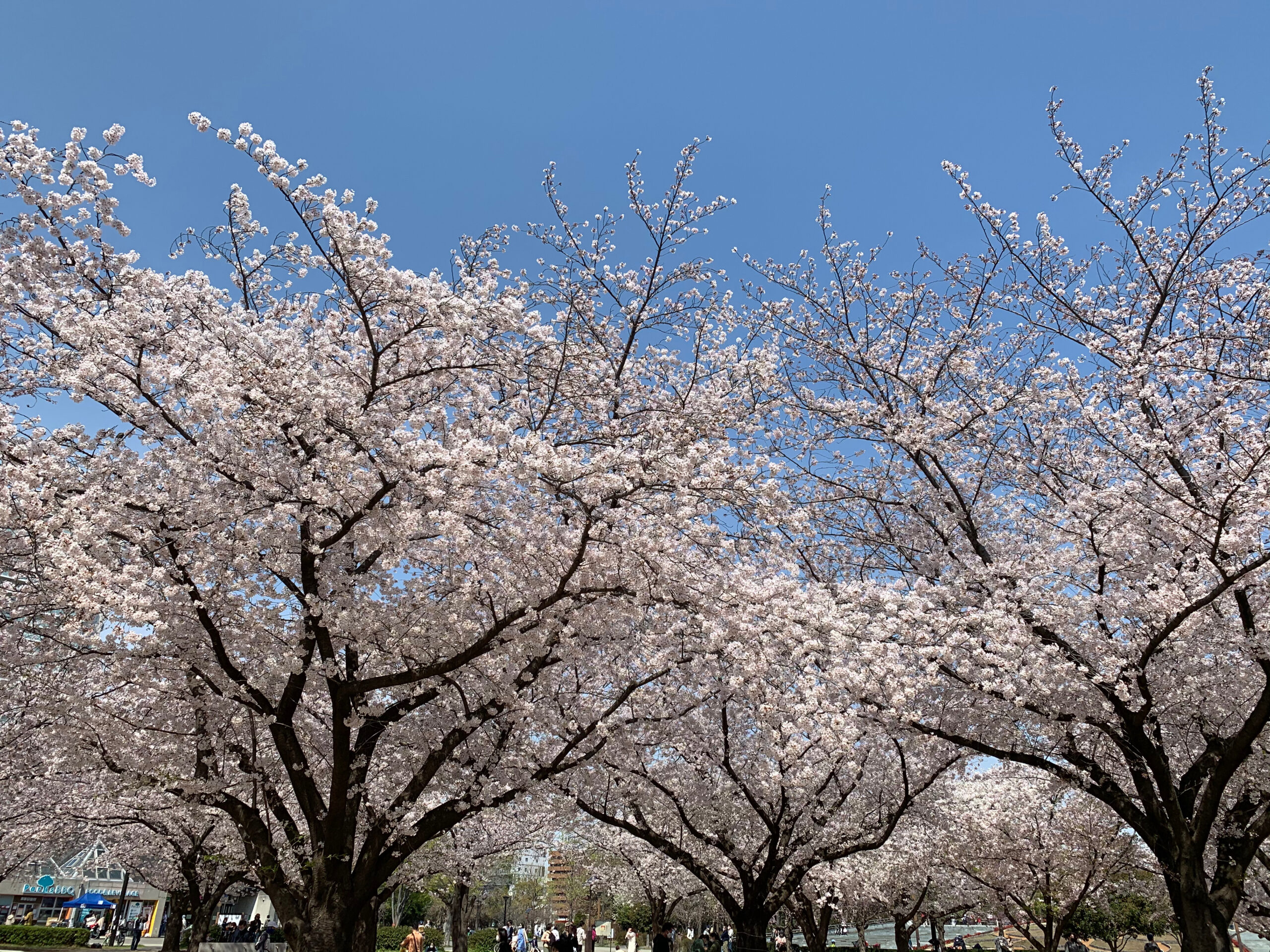 早朝の時間帯に江東区木場公園でランをしながら、満開の桜を愛でてきました