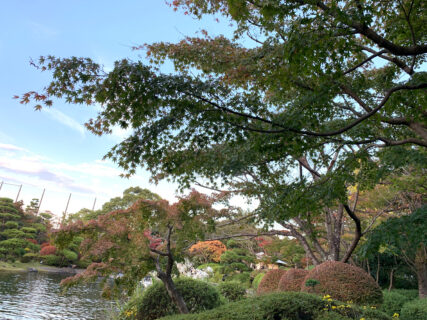 江戸川区西葛西の江戸川平成庭園は緑に囲まれた素敵な散策スポットで、これからは紅葉が見頃です。