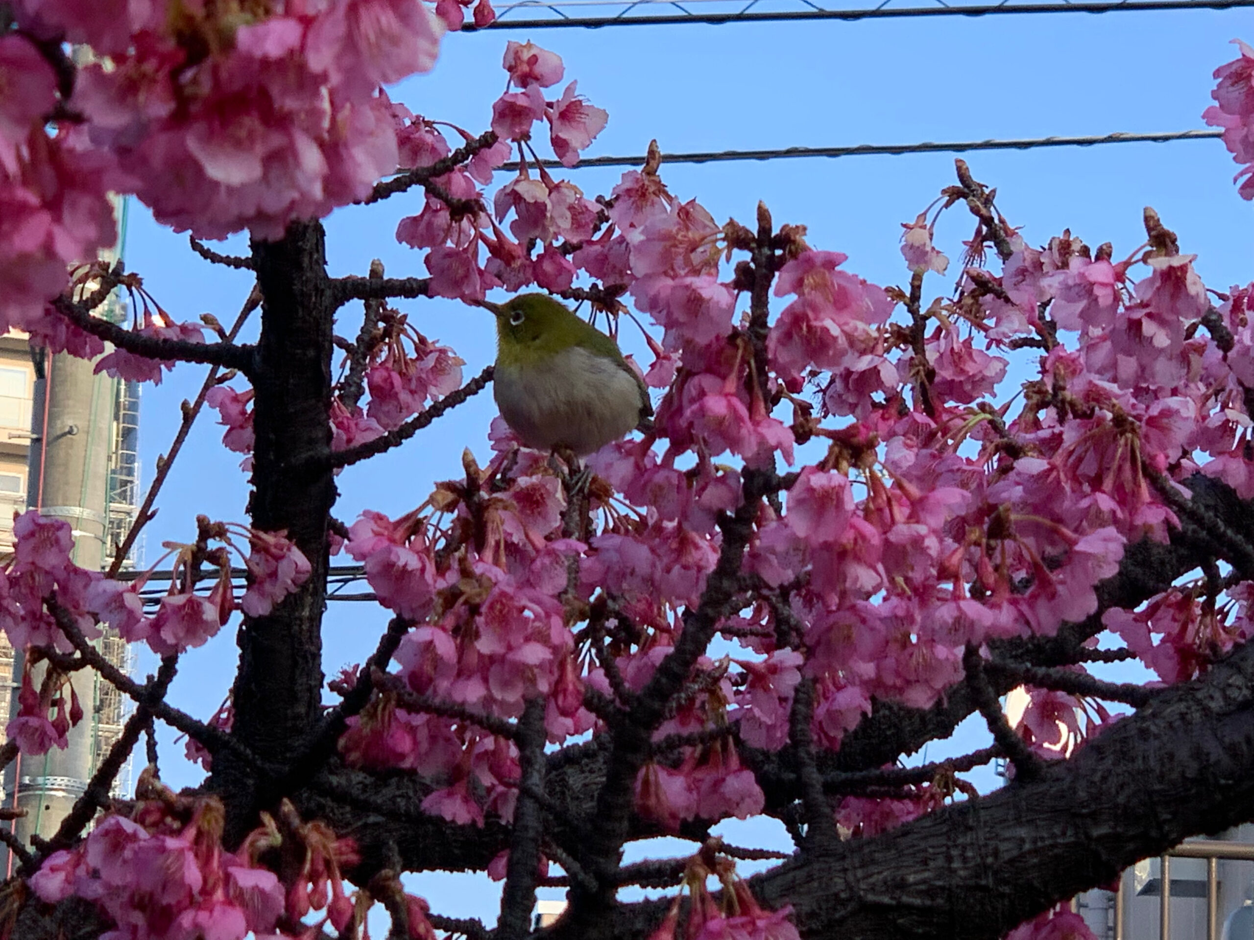 江東区の木場公園近くの川沿いでは河津桜が見頃になり、タイミングが合えば、可愛らしい野鳥との2ショットも愛でる事が出来ます。