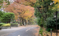 11/26(日)の江東シーサイドマラソン大会は欠場しましたので、その代わりに、江東区横十間川親水公園と仙台堀川公園内を走りました。